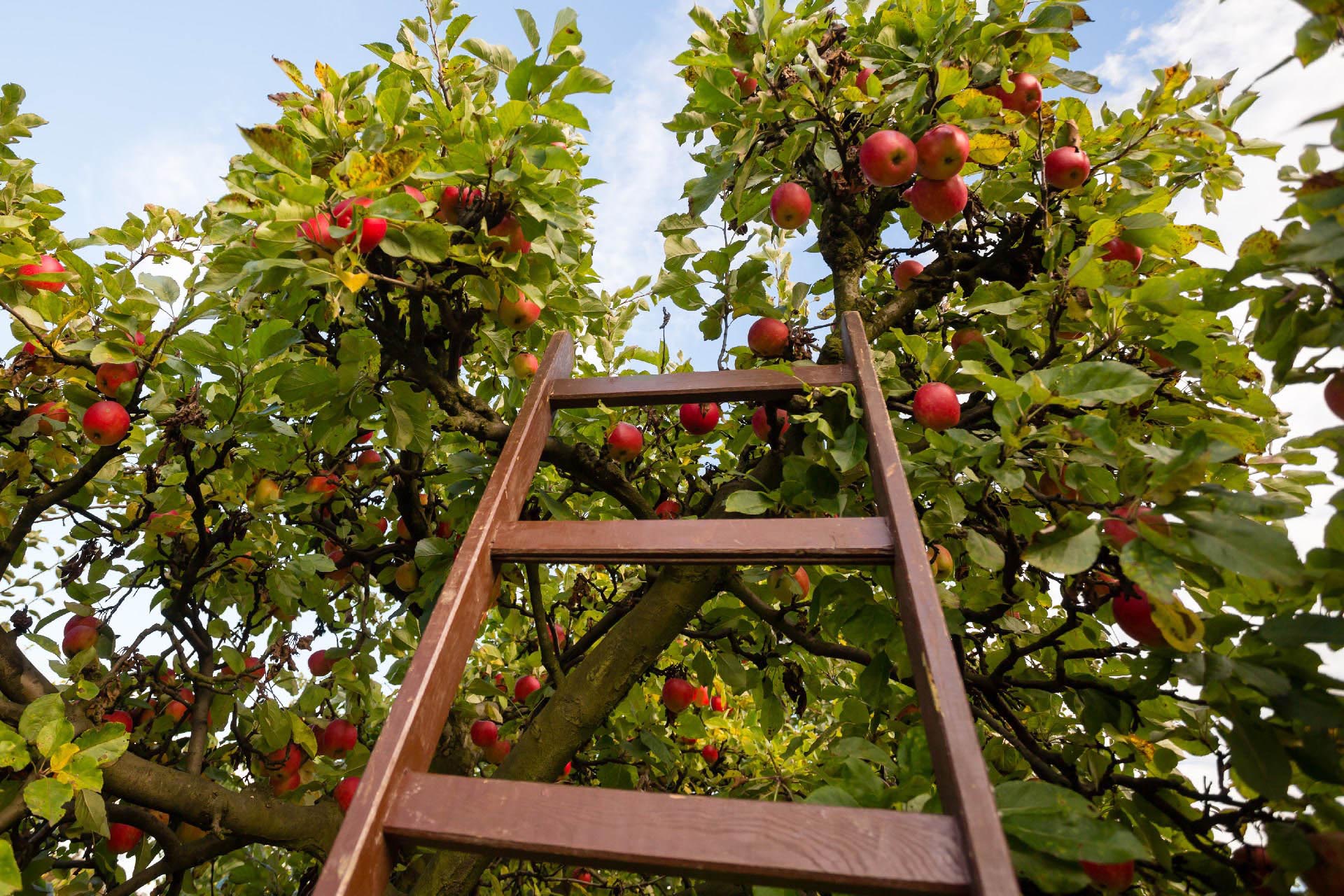 Apples Hero Sized.jpg